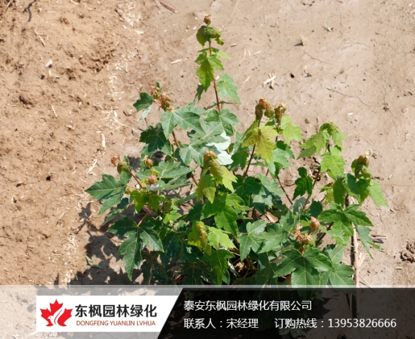 自然叢生紅點紅楓